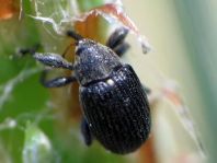 Anthonomus rubi, Erdbeerblütenstecher