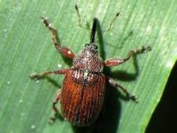 Anthonomus phyllocola, Kiefern-Knospenstecher