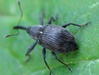 Anthonomus rubi, Erdbeerblütenstecher