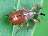 Anthonomus phyllocola, Kiefern-Knospenstecher