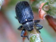 Anthonomus rubi, Erdbeerblütenstecher