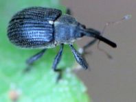 Anthonomus rubi, Erdbeerblütenstecher