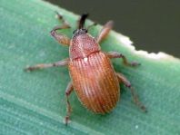 Anthonomus phyllocola, Kiefern-Knospenstecher