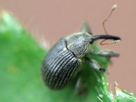 Anthonomus rubi, Erdbeerblütenstecher