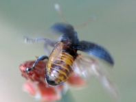 Anthonomus rubi, Erdbeerblütenstecher