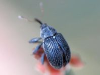 Anthonomus rubi, Erdbeerblütenstecher