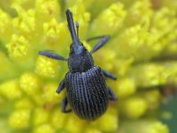 Anthonomus rubi, Erdbeerblütenstecher