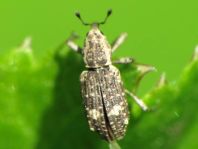 Bagous alismatis (Hydronomus alismatis)
