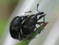 Baris artemisiae