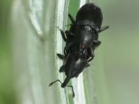 Baris artemisiae