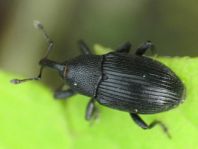 Baris artemisiae