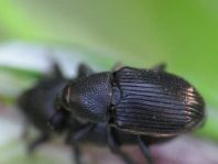 Baris artemisiae