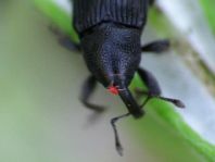 Baris artemisiae