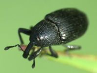 Baris artemisiae