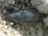 Baris artemisiae