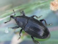 Baris artemisiae