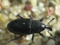 Baris artemisiae