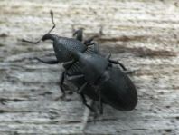 Baris artemisiae