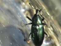 Baris coerulescens