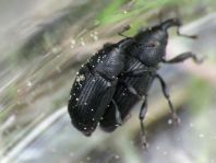 Baris artemisiae