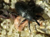 Baris artemisiae