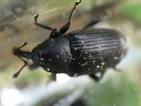 Baris artemisiae