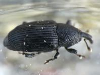 Baris artemisiae