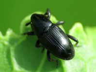 Baris laticollis