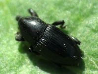 Baris laticollis
