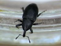 Baris artemisiae