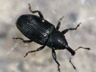 Baris artemisiae