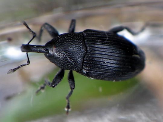 Baris artemisiae