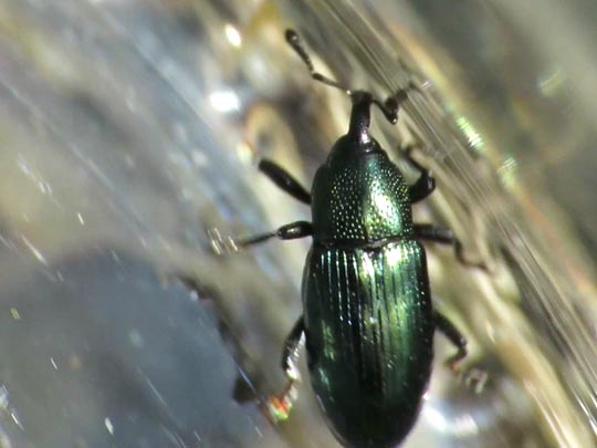 Baris coerulescens
