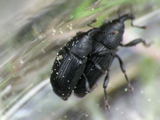 Baris artemisiae