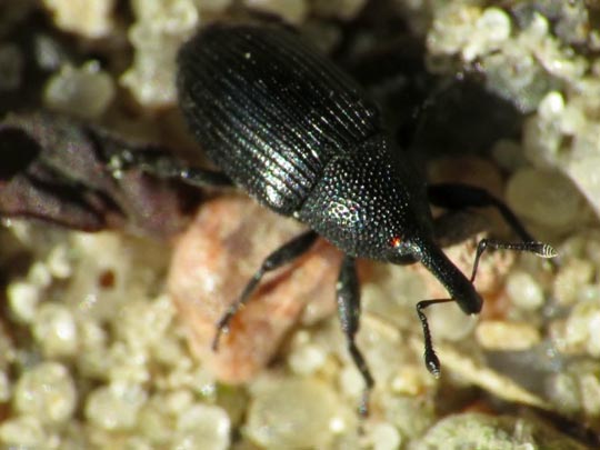 Baris artemisiae