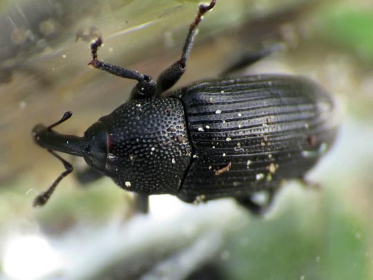 Baris artemisiae