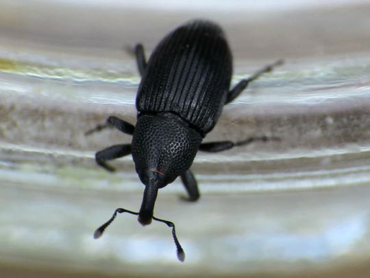 Baris artemisiae
