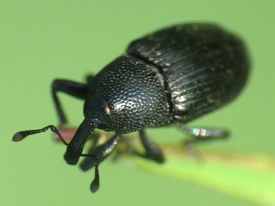 Baris artemisiae