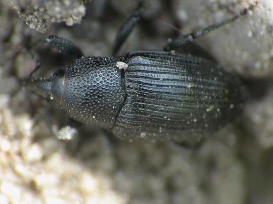 Baris artemisiae