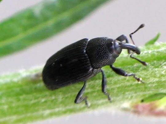 Baris artemisiae