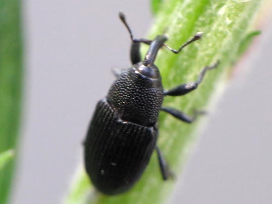 Baris artemisiae