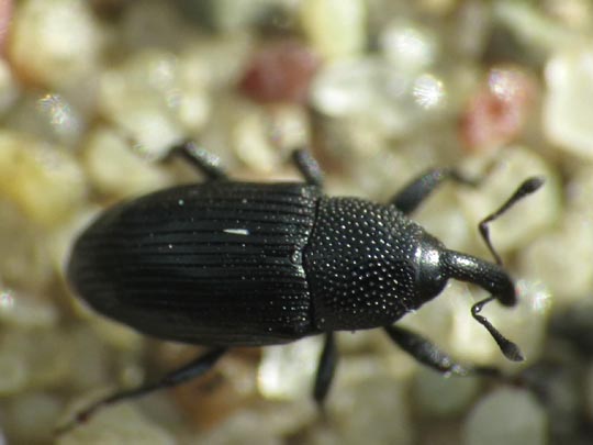 Baris artemisiae