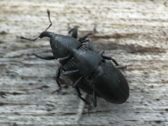 Baris artemisiae