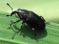 Baris artemisiae