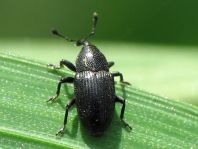 Baris artemisiae