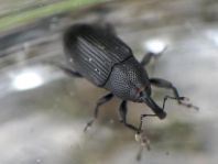 Baris artemisiae