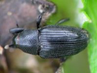 Baris artemisiae