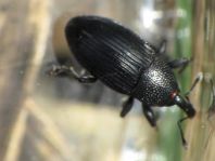 Baris artemisiae