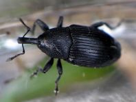 Baris artemisiae