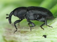 Baris artemisiae